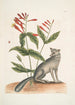 Gentiana L'œillet indien Vulpis Der graue Fuchs - Mark Catesby — Ansicht des Kunstwerks