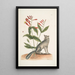 Gentiana L'œillet indien Vulpis Der graue Fuchs - Mark Catesby — gerahmtes Bild an der Wand