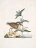 Gllinula Americana Le Soree Gentiana c - Mark Catesby — Ansicht des Kunstwerks