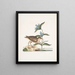 Gllinula Americana Le Soree Gentiana c - Mark Catesby — gerahmtes Bild an der Wand