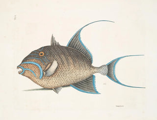 Mark Catesby - Guaperva c The Old Wife.webp