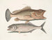 Gugupuguacu le hindou Saliatrix Skipjack - Mark Catesby — Ansicht des Kunstwerks