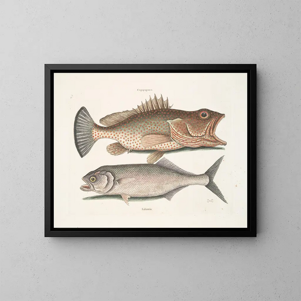 Gugupuguacu le hindou Saliatrix Skipjack - Mark Catesby — gerahmtes Bild an der Wand
