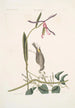Helleborine Lily folio L'hellébore à feuilles de lys Parus Uropygeo luteo La mésange à croupion jaune Apocynum Scandens L'asclépiade - Mark Catesby — Ansicht des Kunstwerks