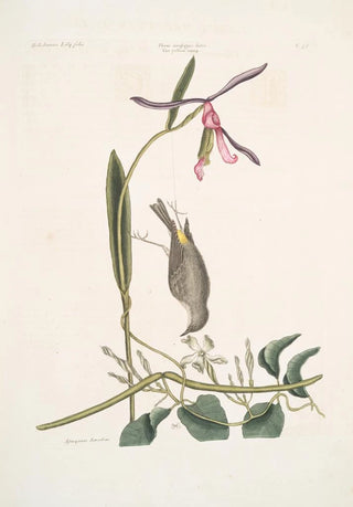 Mark Catesby - Helleborine Lily folio The Lillyleafs Hellebore Parus Uropygeo luteo The Yellowrump Apocynum Scandens Dogsbane.webp
