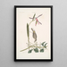 Helleborine Lily folio L'hellébore à feuilles de lys Parus Uropygeo luteo La mésange à croupion jaune Apocynum Scandens L'asclépiade - Mark Catesby — gerahmtes Bild an der Wand