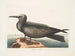 Hirondelle de mer, le Noddy - Mark Catesby — Ansicht des Kunstwerks