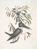 Ispida c Le Martin-pêcheur Myrtus c Le myrte à feuilles étroites - Mark Catesby — Ansicht des Kunstwerks