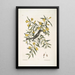 Jasminum luteum Der gelbe Jasmin Muscicapa nigrescens Der Schwarzkopf-Mückenfänger - Mark Catesby — gerahmtes Bild an der Wand