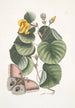 Ketmia L'arbre Mano Phalna fusca c - Mark Catesby — Ansicht des Kunstwerks
