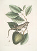 Lacertus Indicus L'iguane Anona - Mark Catesby — Ansicht des Kunstwerks