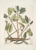 Lacertus L'alligator - Mark Catesby — Ansicht des Kunstwerks