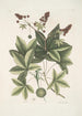 Lacertus viridis Carolinensis Le lézard vert de Caroline Stirax Aceris folio Le copalme - Mark Catesby — Ansicht des Kunstwerks