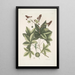 Lacertus viridis Carolinensis Le lézard vert de Caroline Stirax Aceris folio Le copalme - Mark Catesby — gerahmtes Bild an der Wand