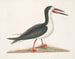 Larus major, der große Labbes - Mark Catesby — Ansicht des Kunstwerks