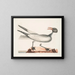 Der lachende Seeschwalbe - Mark Catesby — gerahmtes Bild an der Wand