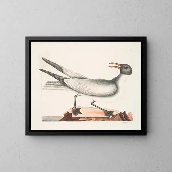 Der lachende Seeschwalbe - Mark Catesby — gerahmtes Bild an der Wand