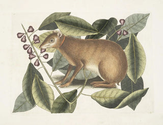 Mark Catesby - Lepus Javensis The Java Hare Ficus citrii folio c.webp