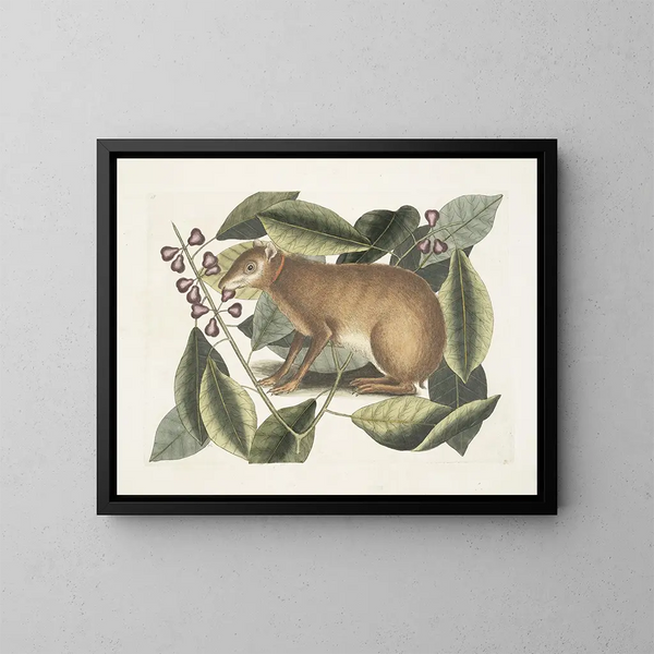 Der Hase von Java - Mark Catesby — gerahmtes Bild an der Wand