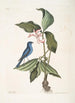 Linaria crulea Der blaue Linot Solanum triphyllon Blüten mit sechslappiger, fleischiger Form - Mark Catesby — Ansicht des Kunstwerks