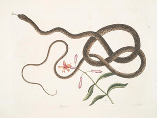 Mark Catesby - Lychnis c Anguis flagelli formisThe Coachwhip Snake.webp