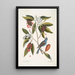Magnolia Lauri folio Subtus albicante Der süße Lorbeer mit Blumen Coccothraustes coeruleus Der Blaumeise - Mark Catesby — gerahmtes Bild an der Wand