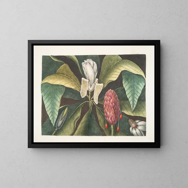 Magnolia, der Regenschirmbaum - Mark Catesby — gerahmtes Bild an der Wand