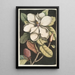 Magnolia altissima Le laurier de Caroline - Mark Catesby — Ansicht des Kunstwerks