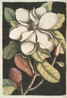 Magnolia altissima Le laurier de Caroline - Mark Catesby — gerahmtes Bild an der Wand