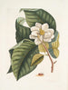 Magnolia serait blanc c Ant villosa rouge La Fourmi de Velours - Mark Catesby — Ansicht des Kunstwerks
