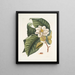 Magnolia serait blanc c Ant villosa rouge La Fourmi de Velours - Mark Catesby — gerahmtes Bild an der Wand