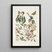 Mancanilla Pyri facie Le mancenillier Viscum foliis latioribus Papilio medius c - Mark Catesby — gerahmtes Bild an der Wand