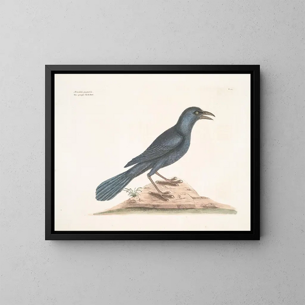 Der violette Rabe - Mark Catesby — gerahmtes Bild an der Wand
