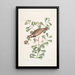 Morinellus marinus Der tournepierre oder Meeresregenpfeifer Frutex c - Mark Catesby — gerahmtes Bild an der Wand