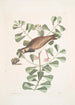 Morinellus marinus Der tournepierre oder Meeresregenpfeifer Frutex c - Mark Catesby — Ansicht des Kunstwerks