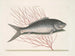 Mormijrus und der Knochenfisch - Mark Catesby — Ansicht des Kunstwerks