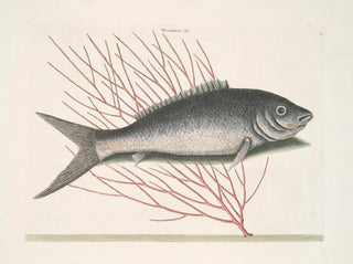 Mark Catesby - Mormijrus c The BoneFish.webp