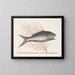 Mormijrus und der Knochenfisch - Mark Catesby — gerahmtes Bild an der Wand