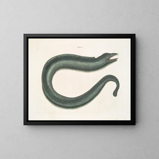 Mark Catesby - Murna maculata The Muray.webp