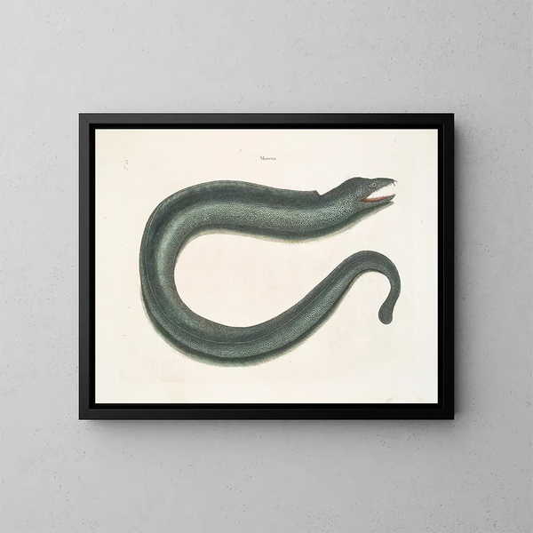Murna maculata Le Muray - Mark Catesby — gerahmtes Bild an der Wand