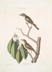 Muscicapa fusca Der kleine braune Gabelrücken-Mücke Muscicapa oculis rubris Der Gabelrücken mit roten Augen Arbor Lauri fol c - Mark Catesby — Ansicht des Kunstwerks