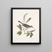 Muscicapa vertice nigro L'oiseau-chat Alni folia Americana serrata - Mark Catesby — gerahmtes Bild an der Wand