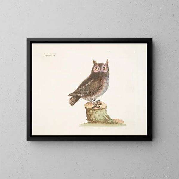 La petite hulotte - Mark Catesby — gerahmtes Bild an der Wand