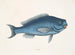 La Poisson bleu - Mark Catesby — Ansicht des Kunstwerks