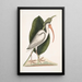 Numenius albus Der Weißstorch - Mark Catesby — gerahmtes Bild an der Wand