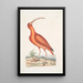 Numenius ruber Der Rotkamm-Curlew - Mark Catesby — gerahmtes Bild an der Wand