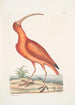 Numenius ruber Der Rotkamm-Curlew - Mark Catesby — Ansicht des Kunstwerks