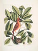 Nux juglans Virginiana alba c Der caryer Der noyer Coccothraustes ruber Der rote Vogel - Mark Catesby — Ansicht des Kunstwerks