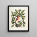 Nux juglans Virginiana alba c Der caryer Der noyer Coccothraustes ruber Der rote Vogel - Mark Catesby — gerahmtes Bild an der Wand