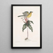 Oenanthe Americana Die gelbe Brustsänger Solanum c - Mark Catesby — gerahmtes Bild an der Wand